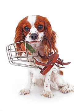 Dog with muzzle. Cavalier king charles spaniel dog photo. Beautiful cute cavalier puppy dog on isolated white studio background. Trained pet photos for every concept. Cute.