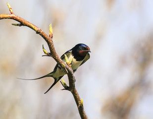 nice little cute bird barn swallow sitting on a branch in early spring in the garden