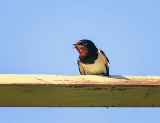cute bird barn swallow sitting on a metal zherdya on the background of blue sky and sings