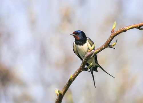 little cute bird barn swallow sitting on a branch in early spring in the garden