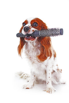 Dog with comb. Cavalier king charles spaniel dog photo. Beautiful cute cavalier puppy dog on isolated white studio background. Trained pet photos for every concept. Cute.