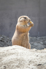 Naklejka na ściany i meble Black tailed prairie dog standing upright and holding a piece of food up to his nose with both front paws and sniffing it.