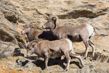 Colorado Rocky Mountain Bighorn Sheep
