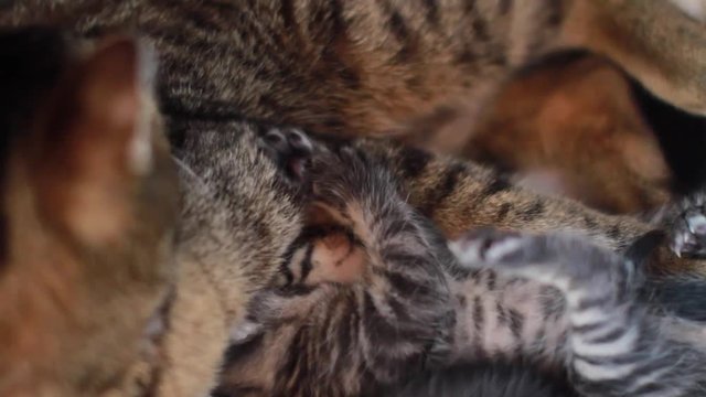 Katzenmutter sich putzend mit Jungem