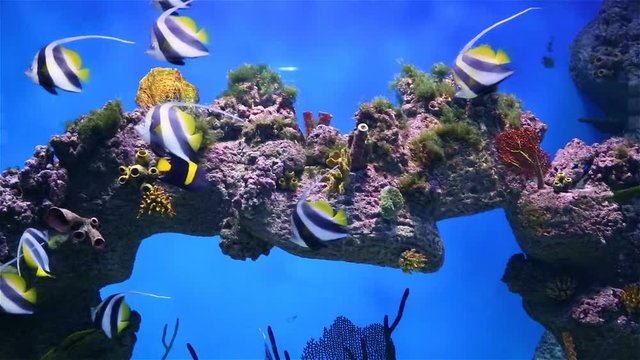 Underwater coral reef with tropical fish in ocean