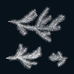 Pine tree branches isolated on dark background. Element for your design, decoration, print. Silhouette.