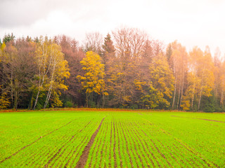 Naklejka premium Green autumn field of freshly planted winter wheat in a rows.