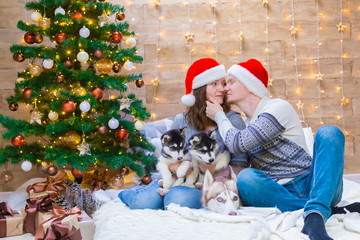 Obraz premium Woman, man, dogs husky, Christmas tree, hat