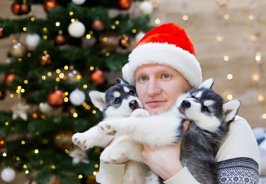 Alexey. Man and puppy husky, Santa Claus hat, close up