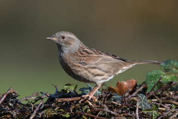 A side profile portrait of a cumnock hedge sparrow perched on top of a hedge in the sunshine 