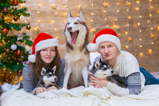 Woman, man, dogs husky, Christmas tree, hat
