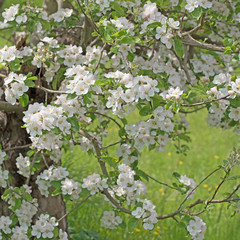 Apfelblüten, Apfelbaum, Malus