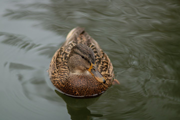 Wild duck