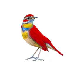 Kissenbezug Colorful bird isolated standing with white background and clipping path, Red bird. © Narupon