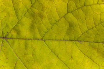 Green and yellow macro shot of autumn leaf texture