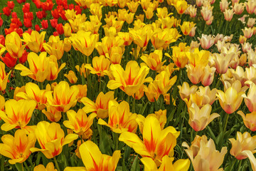 Obraz premium Beautiful flowers background.