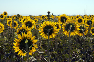 Fototapeta premium sunflowers, agriculture, crop, sunflower, farm, yellow, summer, field, plant, flower, sky, nature, landscape, flowers, meadow, green, sun, blue, rural, sunny, spring, bloom, beauty, bright, growth