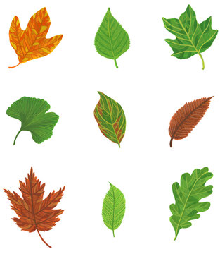 Leaf Types Illustration