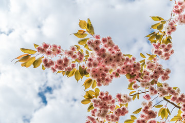 Beautiful cherry blossom sakura in spring time.