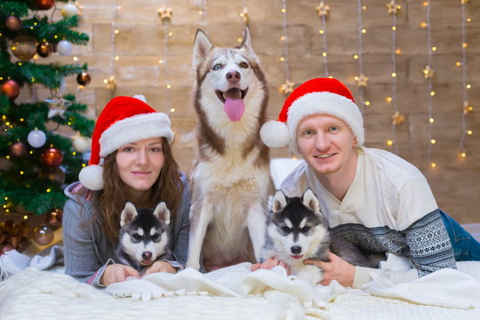 Woman, man, dogs husky, Christmas tree, hat