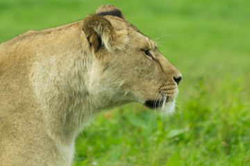 Lioness