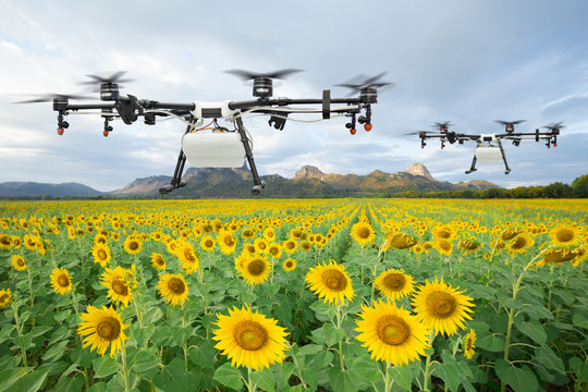 Agriculture drone flying on the sunflower field, Smart farm concept