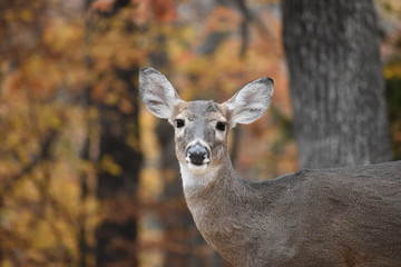 Fototapeta premium Happy deer