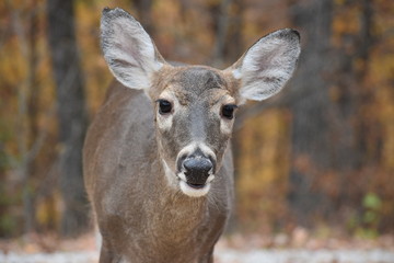 Happy deer