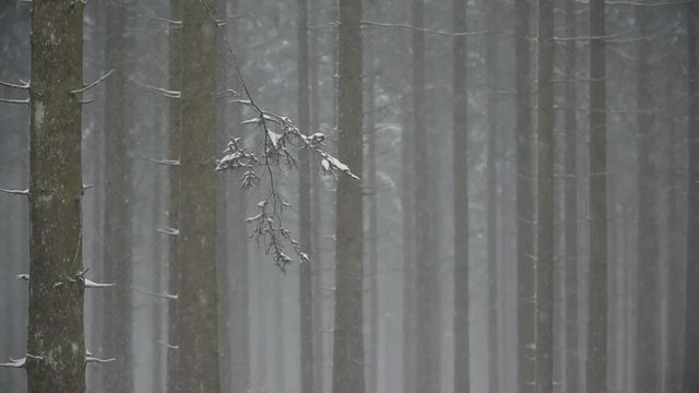 Schneefall im Wald voller hoher Tannen - Zoom in