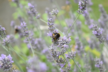 Lavender and a Bee