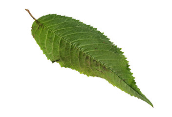 Green leaf isolated on white flora ecology botany texture close