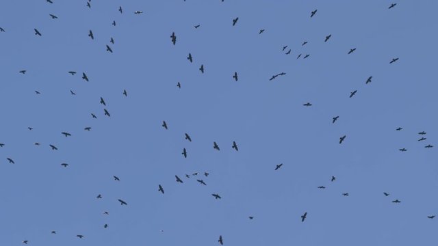 Flock of birds circling in the sky