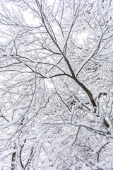 Fototapeta premium tree branches covered with snow 