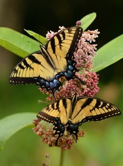 Butterflies in Shenandoah National Park