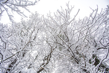 tree branches covered with snow 