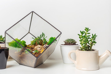 mini succulent garden in glass florarium
