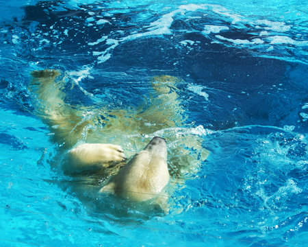 White polar bear bathes in the ocean