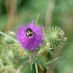 Gewöhnliche Kratzdistel, Cirsium vulgare