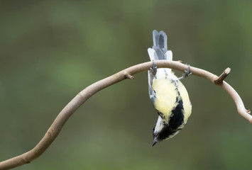 Great tit hanging upside down