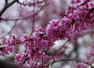 Canadian Cercis is a beautiful ornamental tree