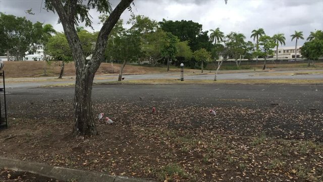 pink rosellas on the ground