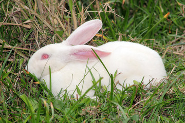 Conejo blanco.
