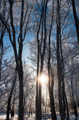 Snow Shining Through a Stand of Snow Covered Trees