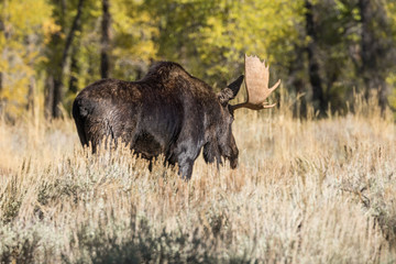 Bull Shiras Moose During the Fall rut in Wyoming
