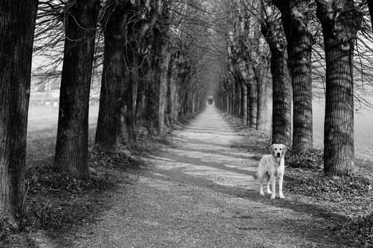 รูปภาพViale เลือกดูภาพถ่ายสต็อก เวกเตอร์ และวิดีโอ5,300 Adobe Stock