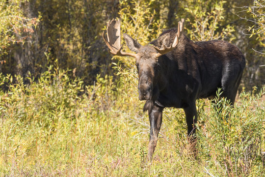 Bull Shiras Moose During the Fall rut in Wyoming