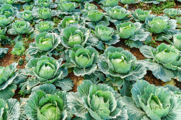 Vegetables that grow on the mountain rim, as many useful vegetables.The villagers here he called this kind of vegetable, cabbage head.