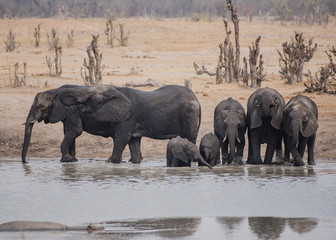 Obraz premium Elephants in the savanna of in Zimbabwe, South Africa