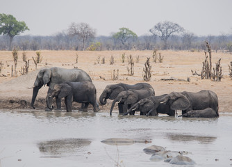 Elephants in the savanna of in Zimbabwe, South Africa