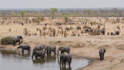 Elephants in the savanna of in Zimbabwe, South Africa